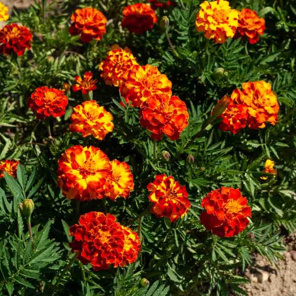 Fleurs - Œillet d'Inde Boléro - face recto